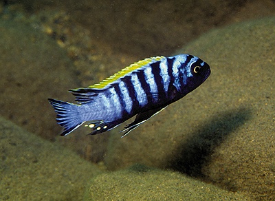Cynotilapia zebroides 'Chiwindi'